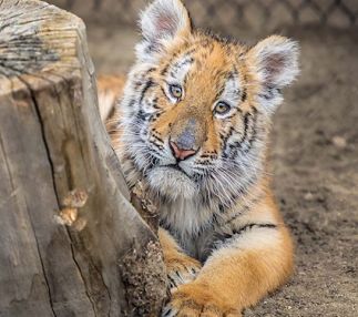 animal ark reno nevada zoos animal experiences wildlife sanctuary nevada USA