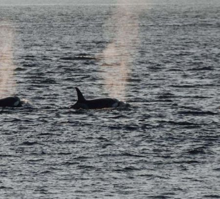 whale watching tour