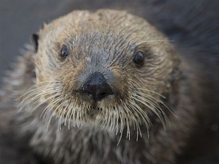 Oregon coast aquarium