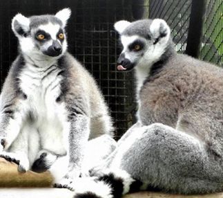 Panaewa rainforst zoo