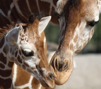 gladys porter zoo texas family fun zoo experiences USA