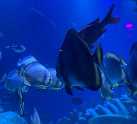 London Sealife main tank
