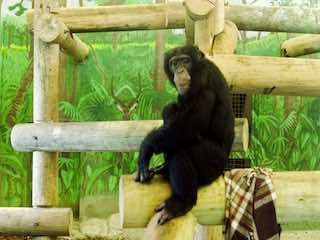 Potawatomi zoo