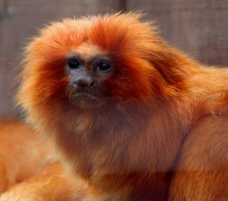 Capron Park Zoo in New England Massachusetts