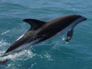 Sea life kayak adventures
