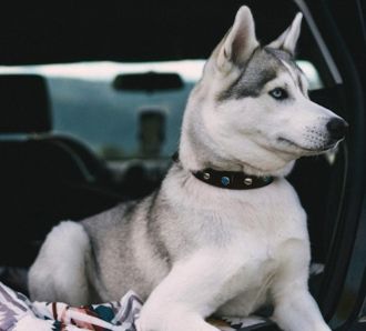 Dog in car