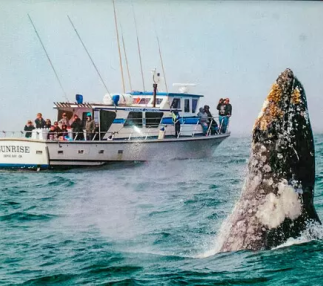 Tradewinds Whalewatching
