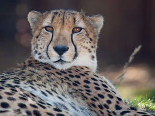 Denver zoo 
