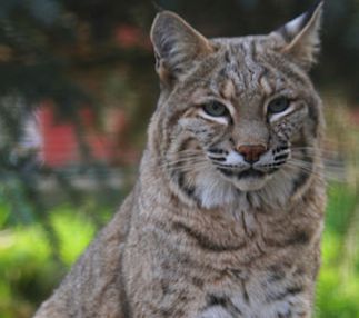 animals and wildlife at utah's Hogle Zoo for that family day out with kids