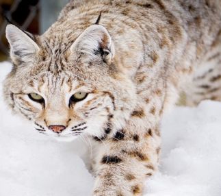 yellowstone wildlife sanctuary montana animal rehabilitation center
