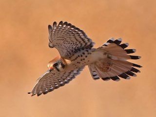 World center birds of prey 