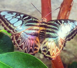 Butterfly House in MIssouri beautiful nature and wildlife for kids