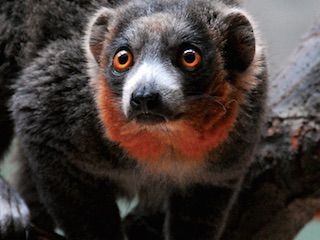 Philadelphia zoo