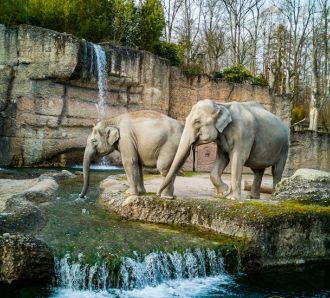 Elephants in a zoo