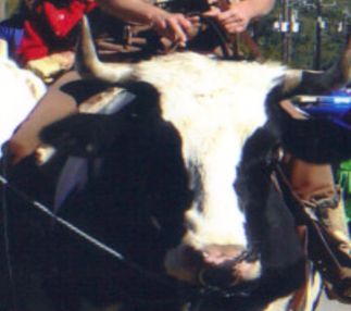 the farmyard texas animal fun for the family with pony rides and more