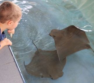 florida oceanographic learning experiences ocean life kids