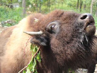 Catoctin wildlife preserve