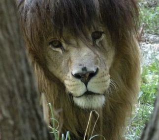 deyoung family zoo lion