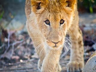 Gulf breze zoo