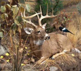  blaine country wildlife museum