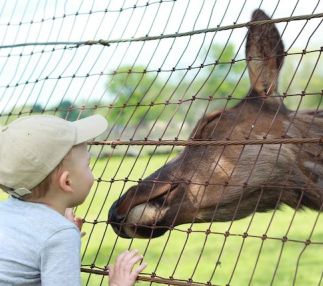 action wildlife foundation