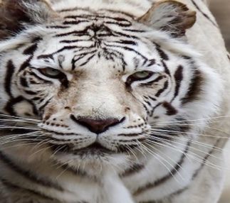 dakota zoo tiger
