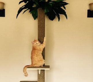 papas cat cafe missouri