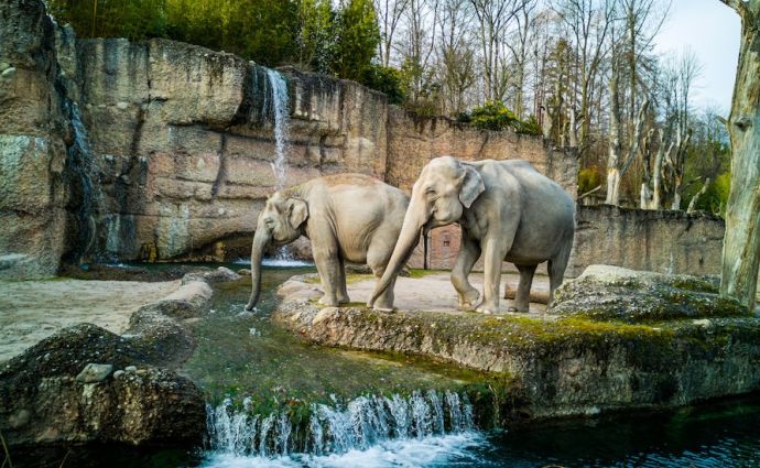 Elephants in a zoo