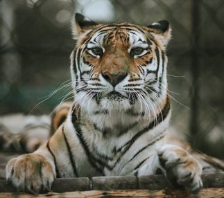 Catty Shack Ranch Wildlife