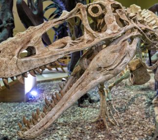 Wyoming Dinosaur Center
