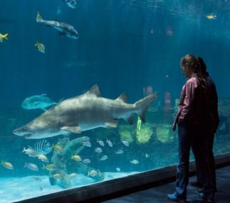 nc aquarium roanoke island