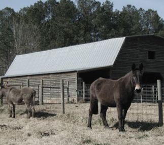dauset trails nature center georgia animal rehabilitation