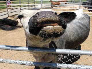 Montebello barnyard zoo