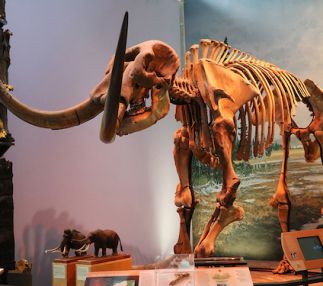 museum of the earth ithica new