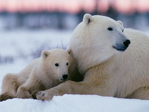 wapusk national park canada polar bear experiences for kids