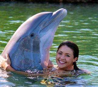  dolphins plus