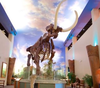 south florida museum
