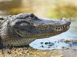 Critchlow alligator sanctuary