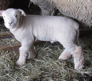 muscoot farm