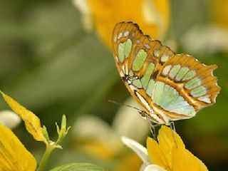 Magic wings