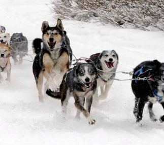 dogsled adventures wyoming fun for kids tours with dogs