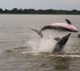 captain mikes dolphin tours tybee island