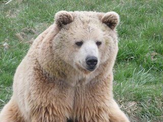 Yellowstone bear world