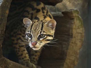 Oc zoo