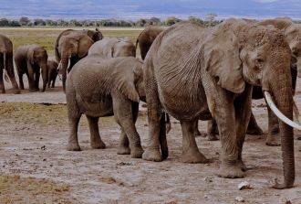 Elephants on Safari