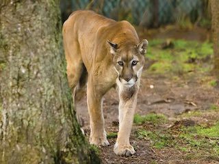Long island zoo