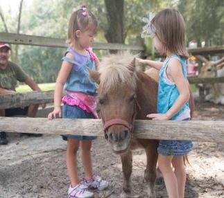 diamond d horse stables working ranch jacksonville florida