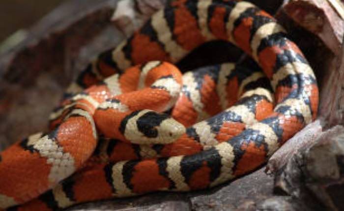 zooamerica hershey pennsylvania snake