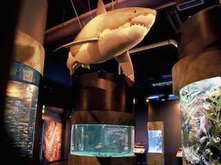 Aquarium of the bay