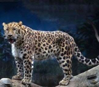 erie zoo pennsylvania kids animal experiences family day out